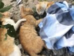 12-kucing-mati-massal-di-malang_169.jpeg
