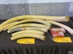 dittipidter-bareskrim-polri-menggagalkan-penyelundupan-gading-gajah-utuh-hingga-pipa-rokok-yang-terbuat-dari-gading-gajah-rumo-1748235181001_169.jpeg