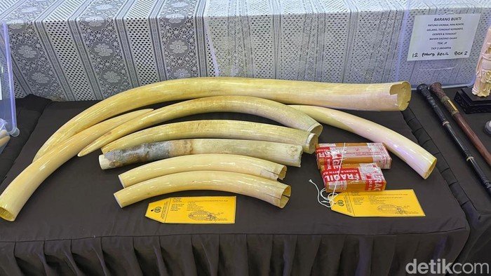 Dittipidter Bareskrim Polri menggagalkan penyelundupan gading gajah utuh hingga pipa rokok yang terbuat dari gading gajah. (Rumondang/detikcom)