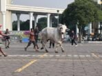 sapi-kurban-11-ton-presiden-prabowo-tiba-di-masjid-al-akbar-surabaya-sempat-berontak-dan-menanduk-warga-1779766841650_169.jpeg