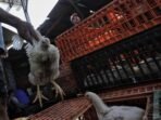 peternak-ayam-kala-pandemi_169.jpeg